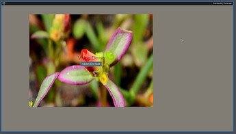 Cog browser showing the video of a flower. Weston "desktop" on the background